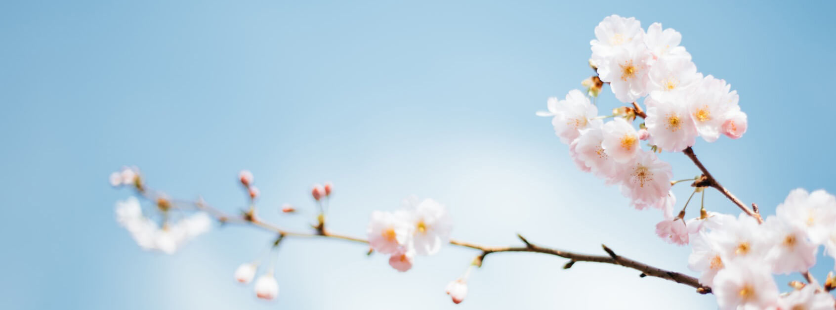 春枫